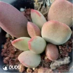Adromischus Kubusensis Hybrid - Image 2