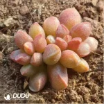 Adromischus Jujube Paste