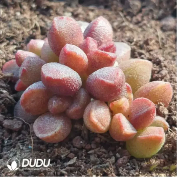 Adromischus Jujube Paste - Image 2