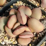 Adromischus Marianiae 'Hallii'