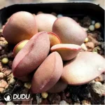 Adromischus Marianiae 'Hallii' - Image 2