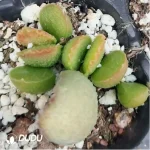 Adromischus Alice