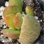 Adromischus Alice - Image 2