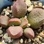 Adromischus Splendid