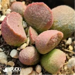 Adromischus Splendid - Image 2