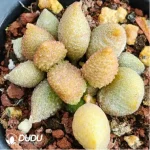 Adromischus Golden Porcupine