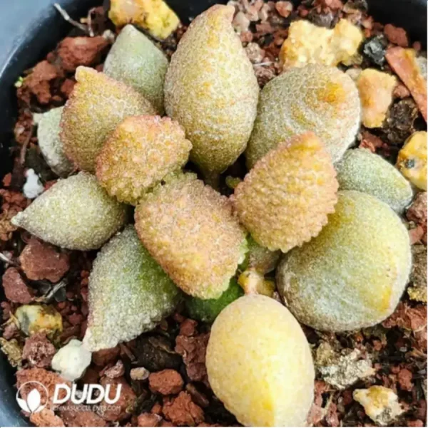 Adromischus Golden Porcupine - Image 1