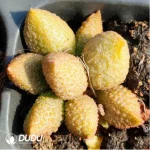Adromischus Golden Porcupine - Image 2
