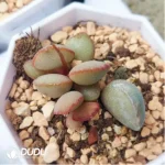 Adromischus Monroe - Image 2