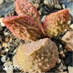 Adromischus Pork Tongue - Image 2