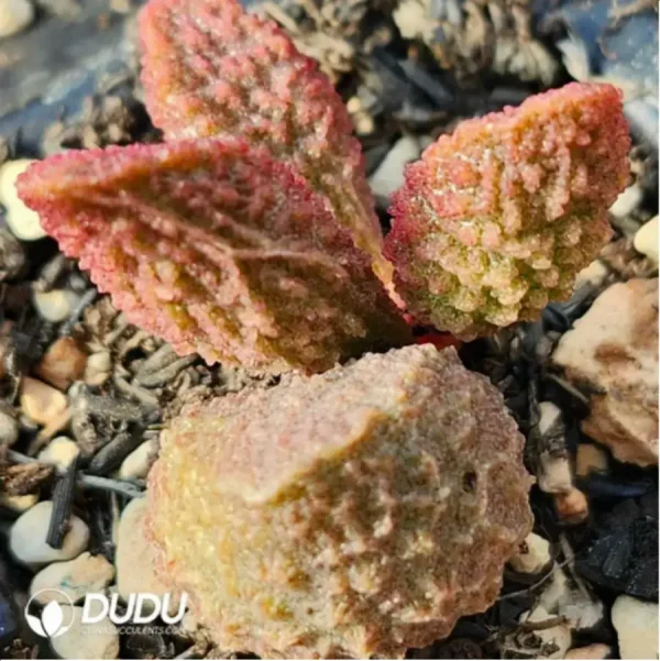 Adromischus Pork Tongue - Image 2