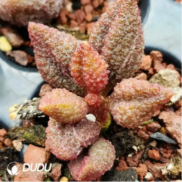 Adromischus Lychee Peel - Image 1