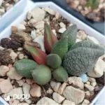 Adromischus Pink Rose
