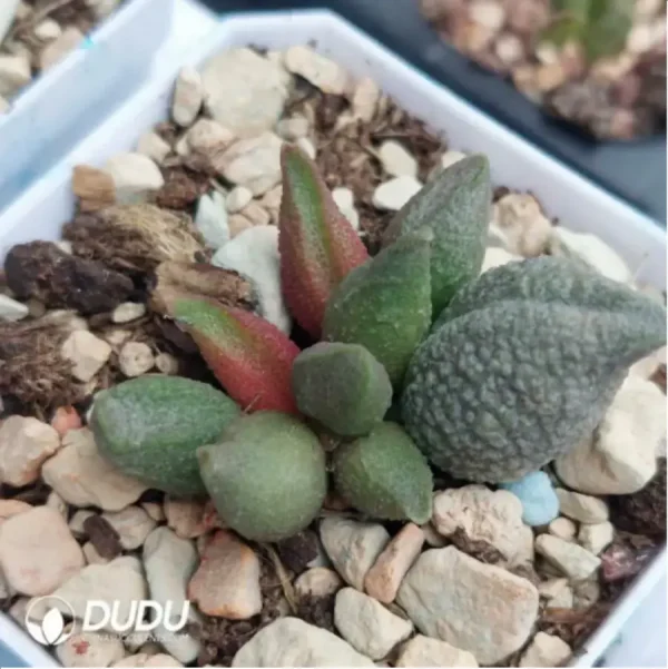 Adromischus Pink Rose - Image 1