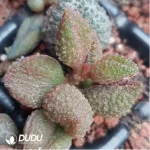 Adromischus Lychee Peel - Image 2