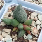Adromischus Pink Rose - Image 2