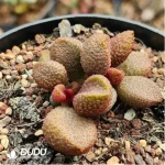 Adromischus Hamo Rose
