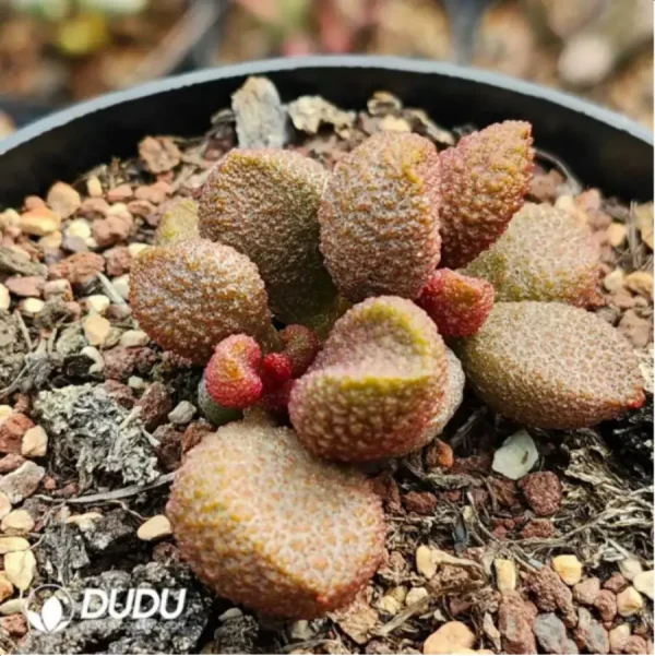 Adromischus Hamo Rose - Image 1