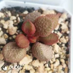 Adromischus Hamo Rose - Image 2