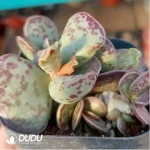 Adromischus Ku Zibo