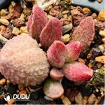 Adromischus Pure Red Hamo