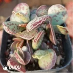 Adromischus Ku Zibo - Image 2