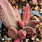 Adromischus Pure Red Hamo - Image 2