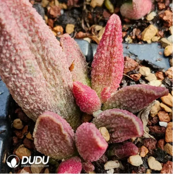 Adromischus Pure Red Hamo - Image 2