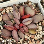 Adromischus Lace Red Egg
