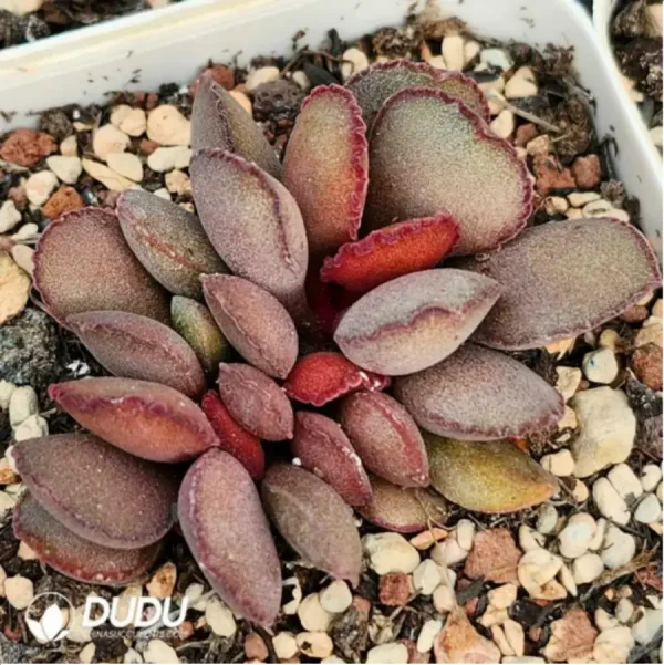 Adromischus Lace Red Egg - Image 1