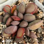 Adromischus Lace Red Egg - Image 2