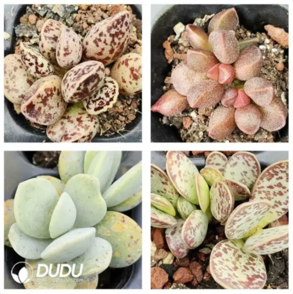 1756115990-1-1769.webp Adromischus Combination 1 - Image 1