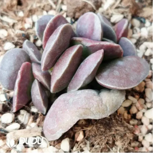 Adromischus German Purple Egg - Image 1