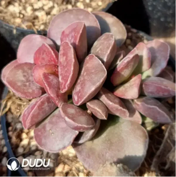 Adromischus German Purple Egg - Image 2