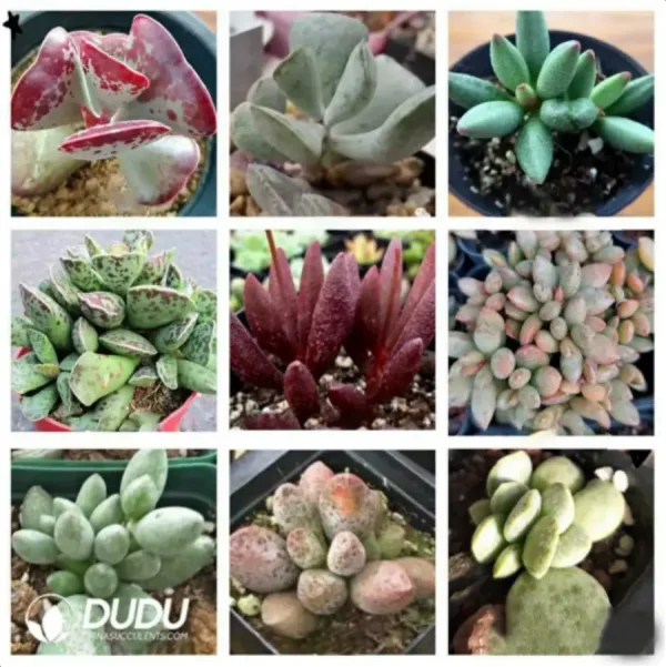 1756115994-1-1766.webp Adromischus Combination 2 - Image 1