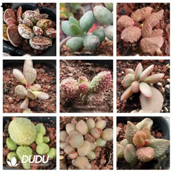 Adromischus Combination 3 - Image 1
