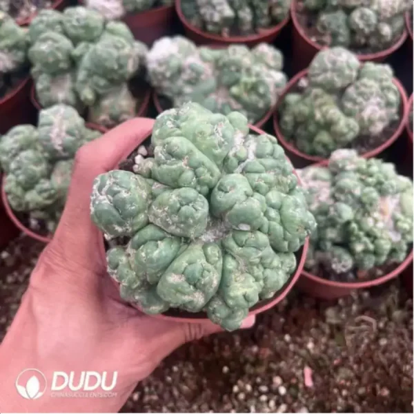 Cactus-Echinocactus Ivory Monstrose - Image 1