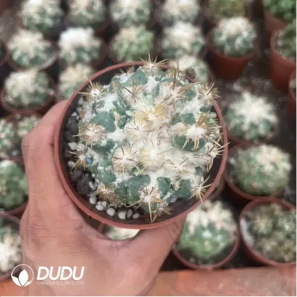 Cactus-Echinocactus Thorned Ivory - Image 2