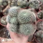 Cactus-Sulcorebutia Baisi Nest Clustering - Image 2