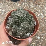 Cactus-Sulcorebutia Black Widow Clustering