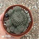 Cactus-Sulcorebutia Black Widow Clustering - Image 2