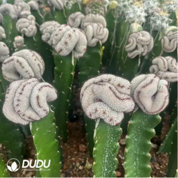 1756116003-1-1760.webp Cactus-Mammillaria Perezdelarosae (60mm) - Image 1