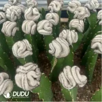 Cactus-Mammillaria Perezdelarosae (60mm) - Image 2