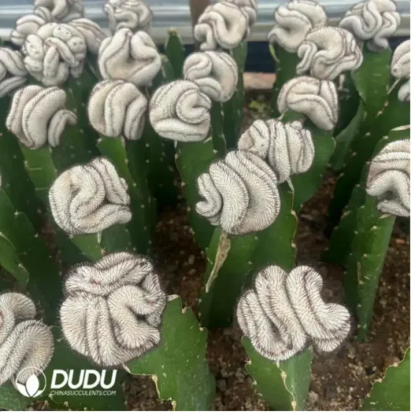 1756116004-2-1032.webp Cactus-Mammillaria Perezdelarosae (60mm) - Image 2