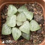 Haworthia Moon Goddess