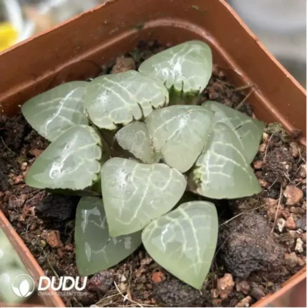 Haworthia Moon Goddess - Image 2