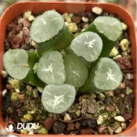 Haworthia Maughanii Corolla