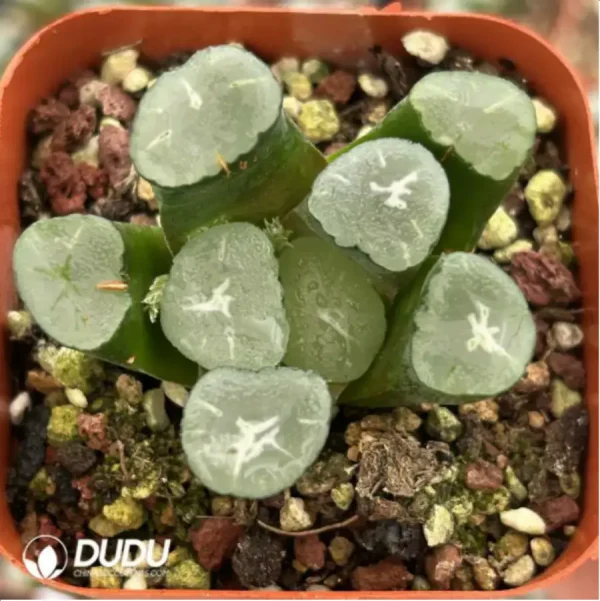 1756116011-1-1741.webp Haworthia Maughanii Corolla - Image 1