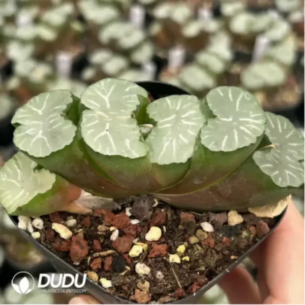 1756116013-1-1740.webp Haworthia Truncata Gaint Hakua - Image 1