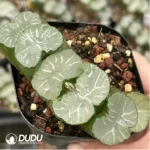 Haworthia Truncata Gaint Hakua - Image 2